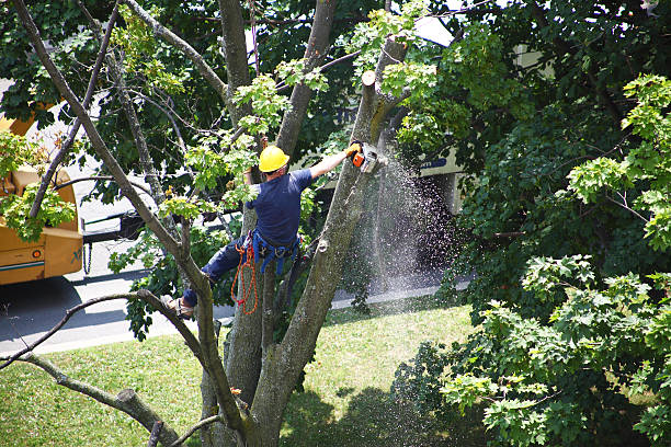 Best Root Management and Removal  in Fayetteville, TN